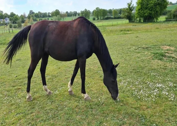 Holiday Home In Angers With Private Garden Feriehus Saint-Laurent-des-Mortiers